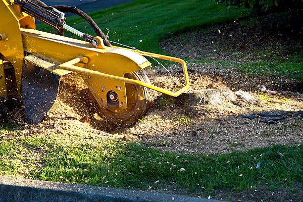 The Steps Involved in Our Tree Care Process in Galena, OH